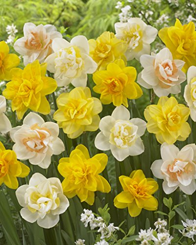 Bloomsz Double Daffodil Mix Flower Bulb (8-Pack)