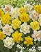 Bloomsz Double Daffodil Mix Flower Bulb (8-Pack)