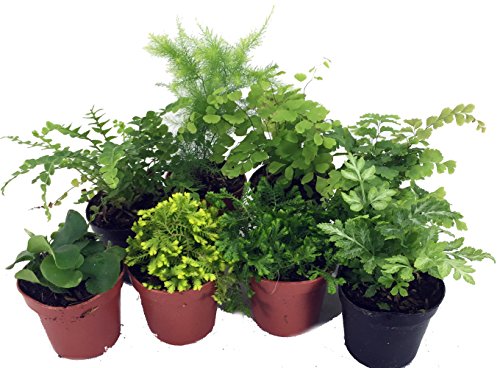 Mini Ferns for Terrariums/Fairy Garden - 8 Different Plants - 2' Pots