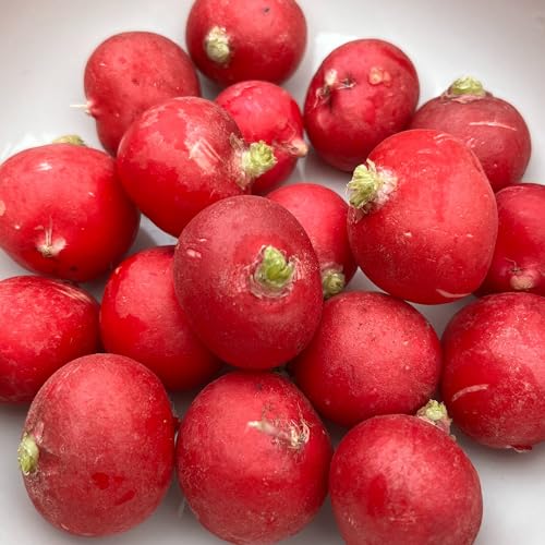 Cherry Belle Radish Seeds 450 Fresh Radish Seeds Suitable for Indoor & Outdoor Planting in Pots or Soil in The Yard Balcony or Garden Packed in The UK by Meldon Seeds