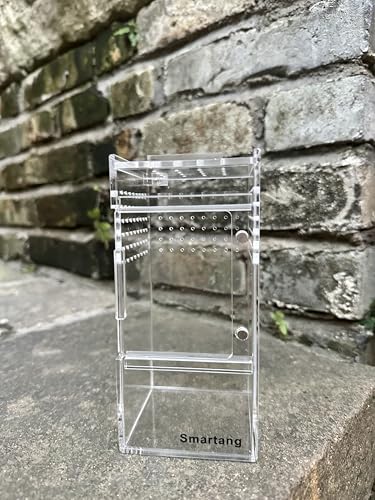 Gabinete de aranha saltadora, caixa de tarântula arbórea, habitat de aranha, habitat de louva-a-deus
