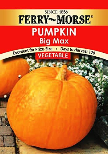 Ferry Morse Pumpkin Big Max Vegetable Seed