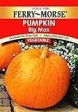 Ferry-Morse Pumpkin - Big Max Seeds
