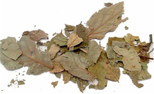 ea e-aktariye Avokado Yaprağı 50 Gr