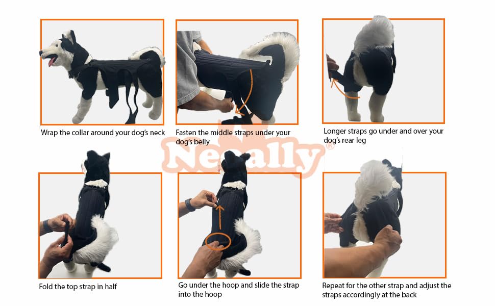 Image of NeoAlly Dog Back Brace for Dogs Arthritis, IVDD, Spinal Surgical Recovery, and Back Disease Prevention (Large)