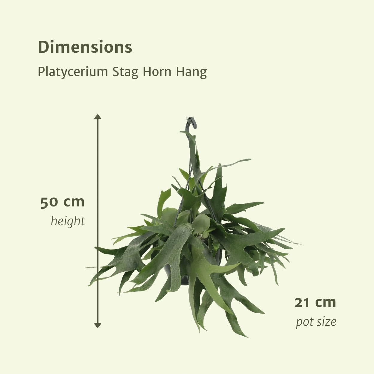 Hirschfarn – Höhe 50 cm, Ø 21 cm – Zimmerpflanze