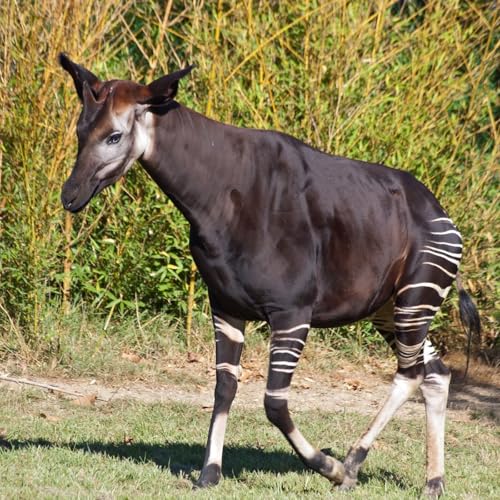 『013.1 Okapi』のカバーアート