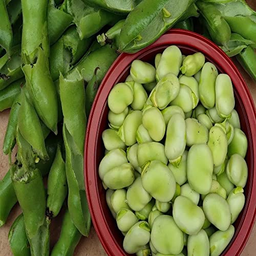 170g Broad Bean Seeds Choose from Aquadulce Claudia, Masterpiece, Sutton Dwarf, Bunyards Exhibition (Aquadulce Claudia)