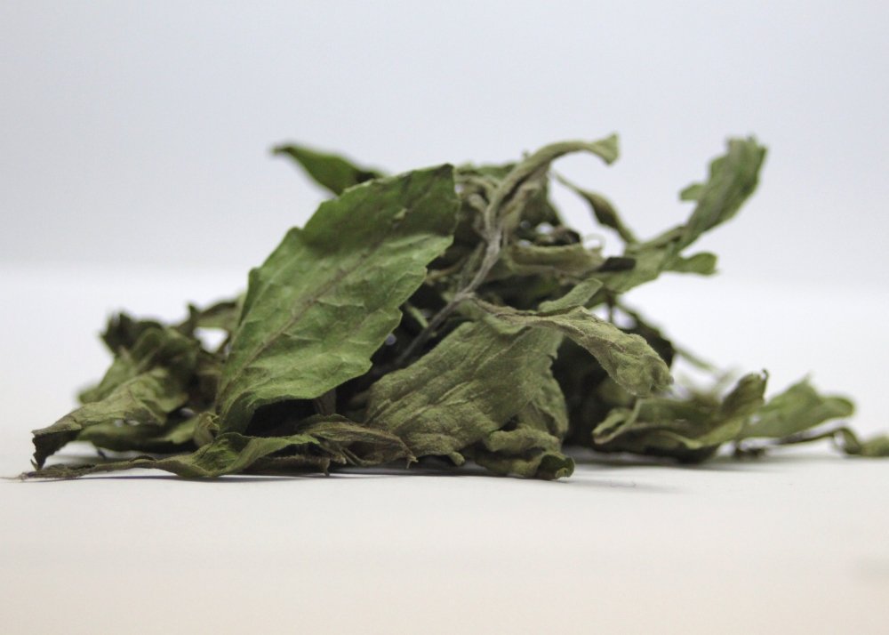 SAFLAX - Stevia - 100 semi - Con substrato - Stevia rebaudiana