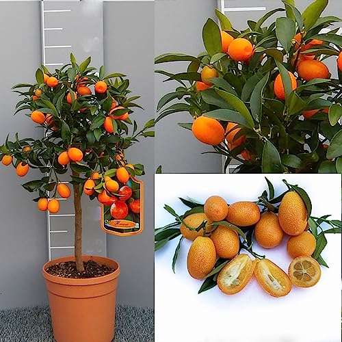SAVINI VIVAI Planta de Kumquat, árbol de cítricos chino mandarín ...