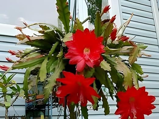 BeGrin Red Brahma Kamal Live Healthy Plant Saussurea Obvallata Night Queen Lady of The Night King of Himalayan Flowers Sacred Saussurea Night blooming Cereus (B0D17N8FWZ) Amazon Price History, Amazon Price Tracker