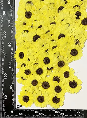12 flores secas naturales girasol amarillo brillante miniatura 2