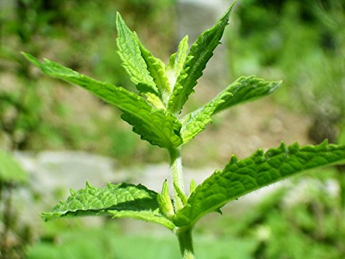 Spearmint Great Garden Herb Seeds By Seed Kingdom (20,000 Seeds) #TOP1