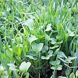 No-Till Farm and Garden Cover Crop Mix Seeds - 25 Lbs Bulk - Blend of Gardening Cover Crop Seeds: Hairy Vetch, Daikon Radish, Forage Collards, Triticale, More