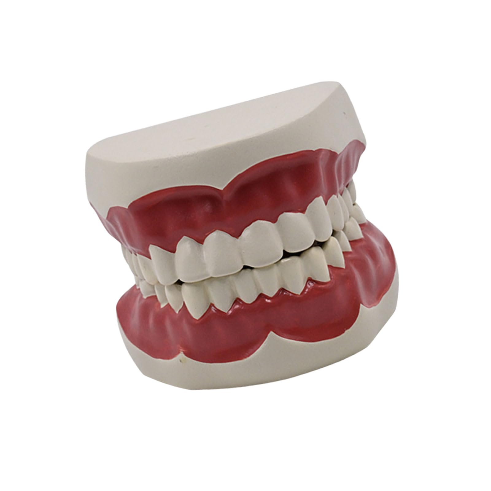 Modello della struttura dei denti per gli studenti che imparano l'istruzione odontoiatrica standard Modello di studio per adulti Simulazione Denti Modello di visualizzazione