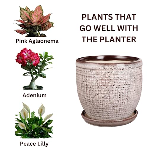 Image of Pot for Plants with Tray /Plate | Flower Pot for Indoor Plants, Bonsai, Cactus | Planter for Living Room, Home & Office Decor, Ceramic Flower Pot(Grey Garden Pot, 5 inches)