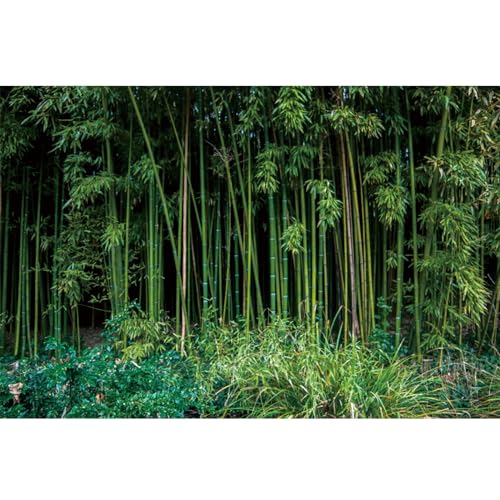 Fond de scène bambou 3x2,1m pour cacher un mur et sublimer une fête