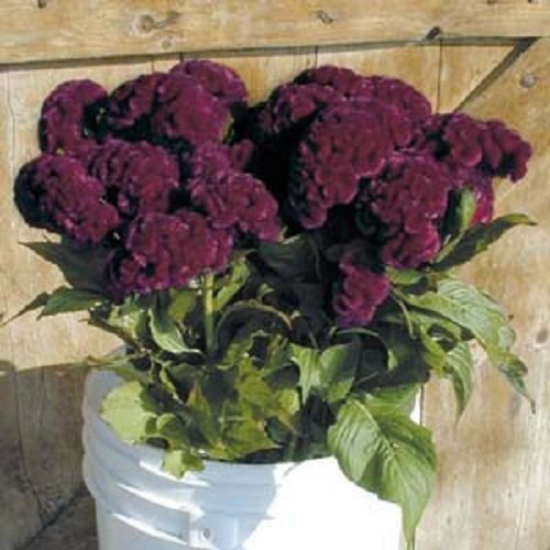 Burgandy Cresta di Gallo/CELOSIA Semi di Fiori 30+ Cramer