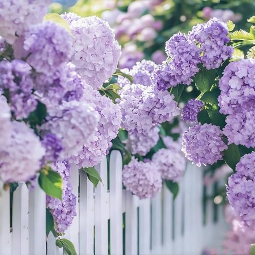 bulbi di ortensia blu - hydrangea - perenne, resistente, facile da coltivare, ideale per vaso e giardino-1pcs-a