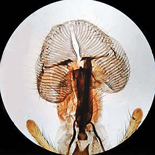 AmScope SE306R-P-LED Kompaktes Stereomikroskop mit mehreren Objektiven, abgewinkeltem Kopf, Metallsäulenständer, LED… – Bild 8