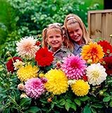 Dahlien Knollen - 5 Zwiebeln - Dinnerplate Dahlie Riesen Blumenzwiebeln - Echte Pflanzen aus Holland - Für Garten, Töpfe und Balkon (kein Samen, nicht künstlich, nicht winterhart)