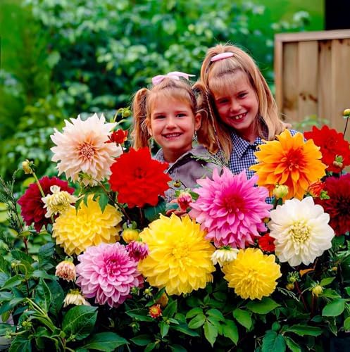Dahlien Knollen - 5 Zwiebeln - Dinnerplate Dahlie Riesen Blumenzwiebeln - Echte Pflanzen aus Holland - Für Garten, Töpfe und Balkon (kein Samen, nicht künstlich, nicht winterhart)