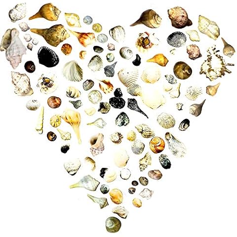 THE OTHER TIDE 50+ Natural Beach-Combed SEA Shells - Up to 3 inches - Over 10 Types - 8 Ounces or More (250+ Grams) - All Shades of Colors Cover