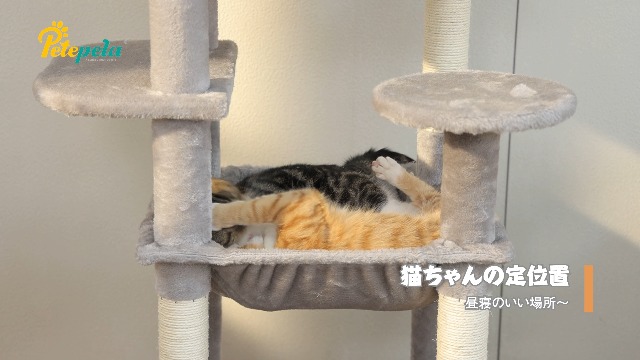 Amazon | PETEPELA(ぺテぺラ) キャットタワー スリム 猫タワー 大型猫