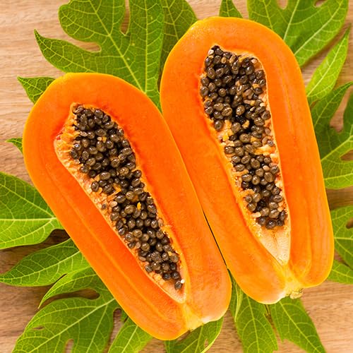 Dwarf Papaya Hybrid Fruit Plant Seeds, Thai Variety, Pack of 15 (Carica Papaya) (B0DB2LJC51) Amazon Price History, Amazon Price Tracker