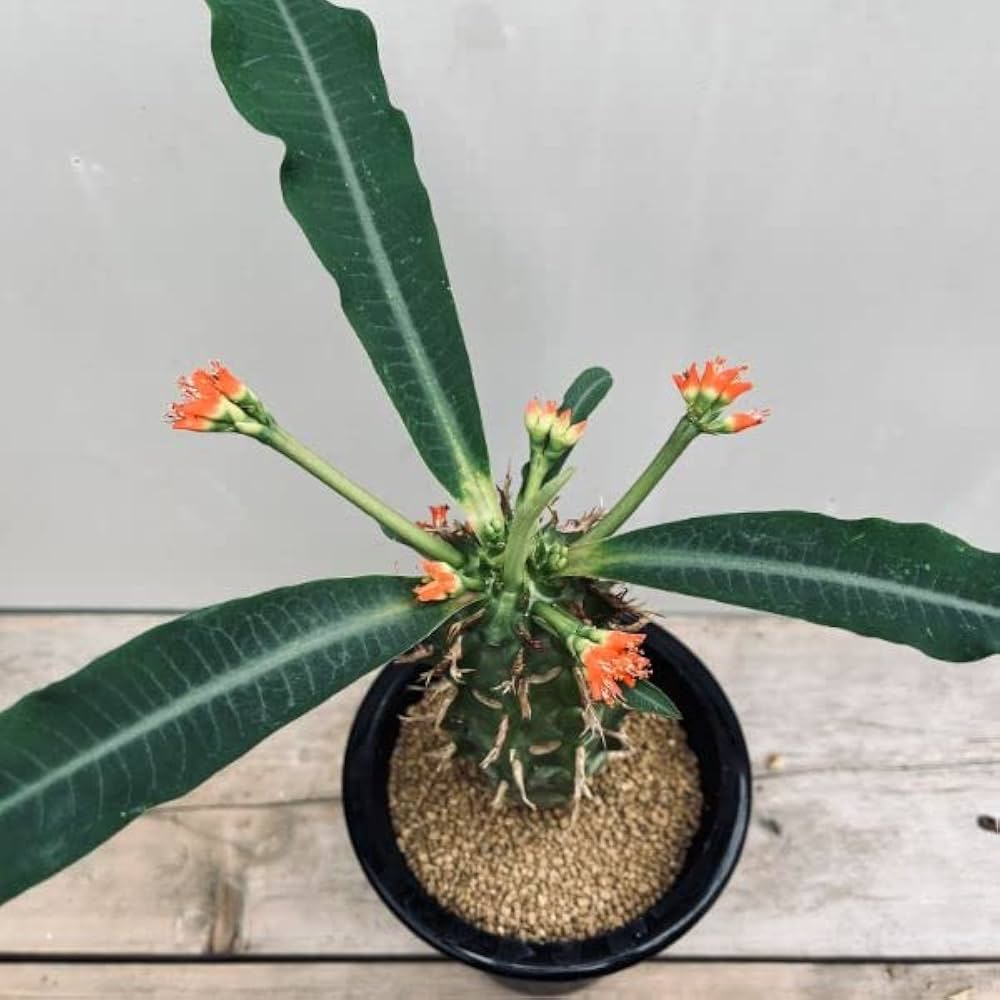 送料無料 入手困難 激レア ユーフォルビア 飛竜 カタチ製作所 バレル 超良個体 Amazon｜コーデックス：ユーフォルビア 噴火竜*L｜観葉植物