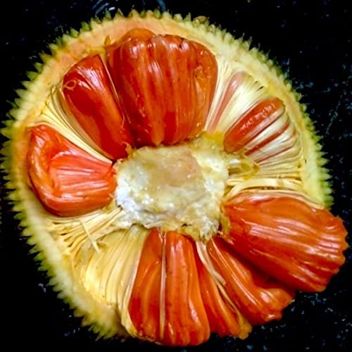 See full amazon price history chart for Jackfruit Plant (Sidhu Jack) Jackfruit Plant (Sidhu Jack) (B0CVDV2J5Q) Amazon Price History, Amazon Price Tracker