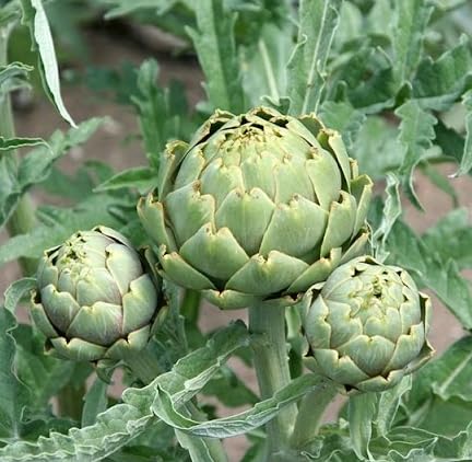 Gromax India Good Germination Artichoke Herb Plant Seeds For Your Home Gardening Seeds
