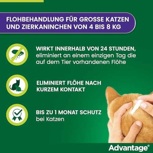 Elanco Advantage Spot-On 80 für große Katzen und Zierkaninchen ab 4 bis 8 kg, wirksamer Schutz vor Flöhen und Flohbefall bis 4 Wochen, einfache Spot-on-Anwendung, 4 Pipetten mit 0,8 ml Lösung