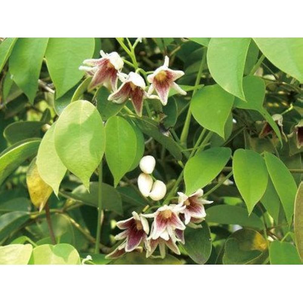 郁子 郁子 adidas x Gucci ZX 8000 Beige GG Monogram (Women's)