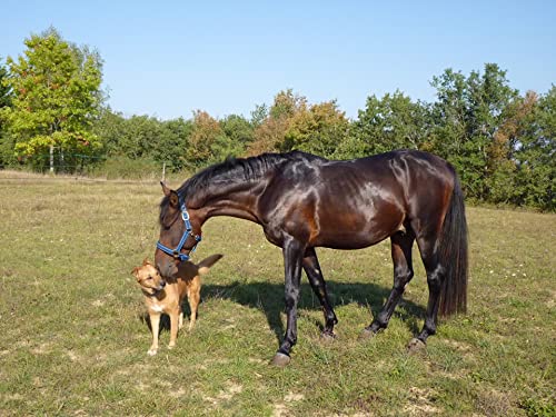 Scheidler Horse-Direkt 1L Reiskeimöl für Pferde – Kann den natürlichen Muskelaufbau unterstützen – inkl. Dosierkappe