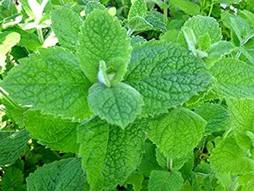 Miniatura 5 de Seeds Manzana Menta Más de 1000 semillas para plantar hierbas de jardín únicas