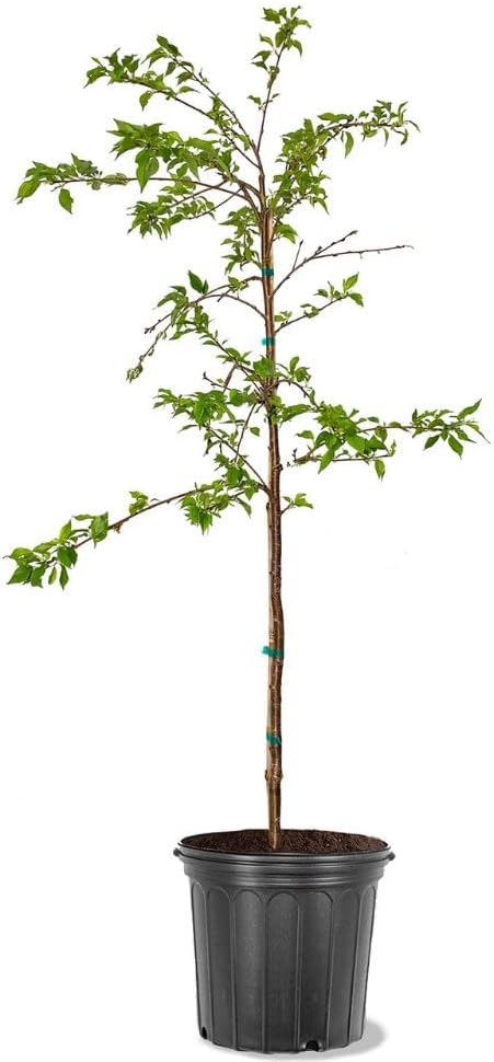 Cherry Flowering Tree, 5 gal. (Yoshino) (Due to Agricultural Laws, we Cannot Ship to CA, AZ, AK, or HI)