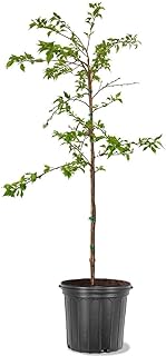 Generic Cherry Flowering Tree, 5 gal. (Yoshino), Green