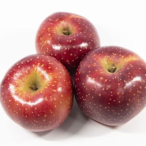 XY   󂠂 4kgȏ(5kg)  ϐFȂ 󏭕i EƒpbƑEƒ