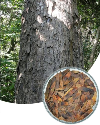 100 Sementes De Jacarandá Da Bahia (dalbergia Nigra) arvores nativas