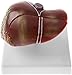 Pistro Human Liver Pathological Model - Anatomical Teaching Tool for Medical Education, Realistic 3D Replica for Study