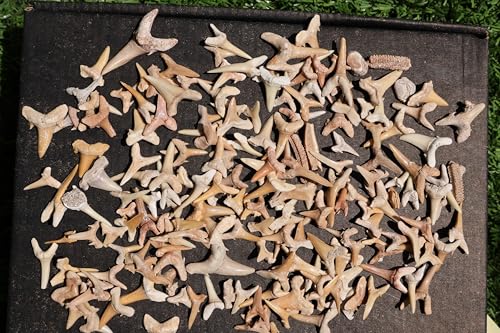 Image of Great Collection of Shark Teeth Fossil Shark Teeth Fossils for Kids Fossils from Morocco A252