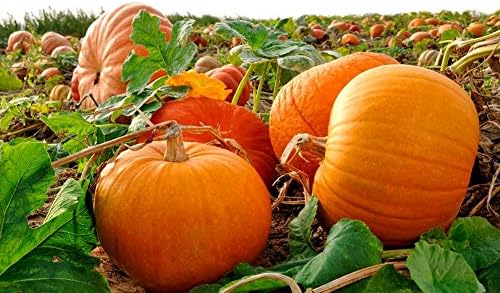 Miniatura 8 de Semillas gigantes de calabaza titán, 10 semillas para plantar semillas de calabaza de huerto
