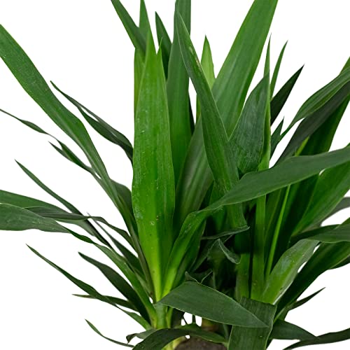 Palmlilie - echte Zimmerpflanze, Yucca guatemalensis - Höhe 60 cm, Topf-Ø 19 cm - Image 4