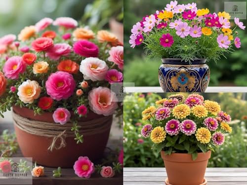 Image of Low Maintenance Hybrid Flower Seeds Combo Pack- All Year Flower Seeds Supply (10 VARIETIES SUMMER SEASON COMBO)