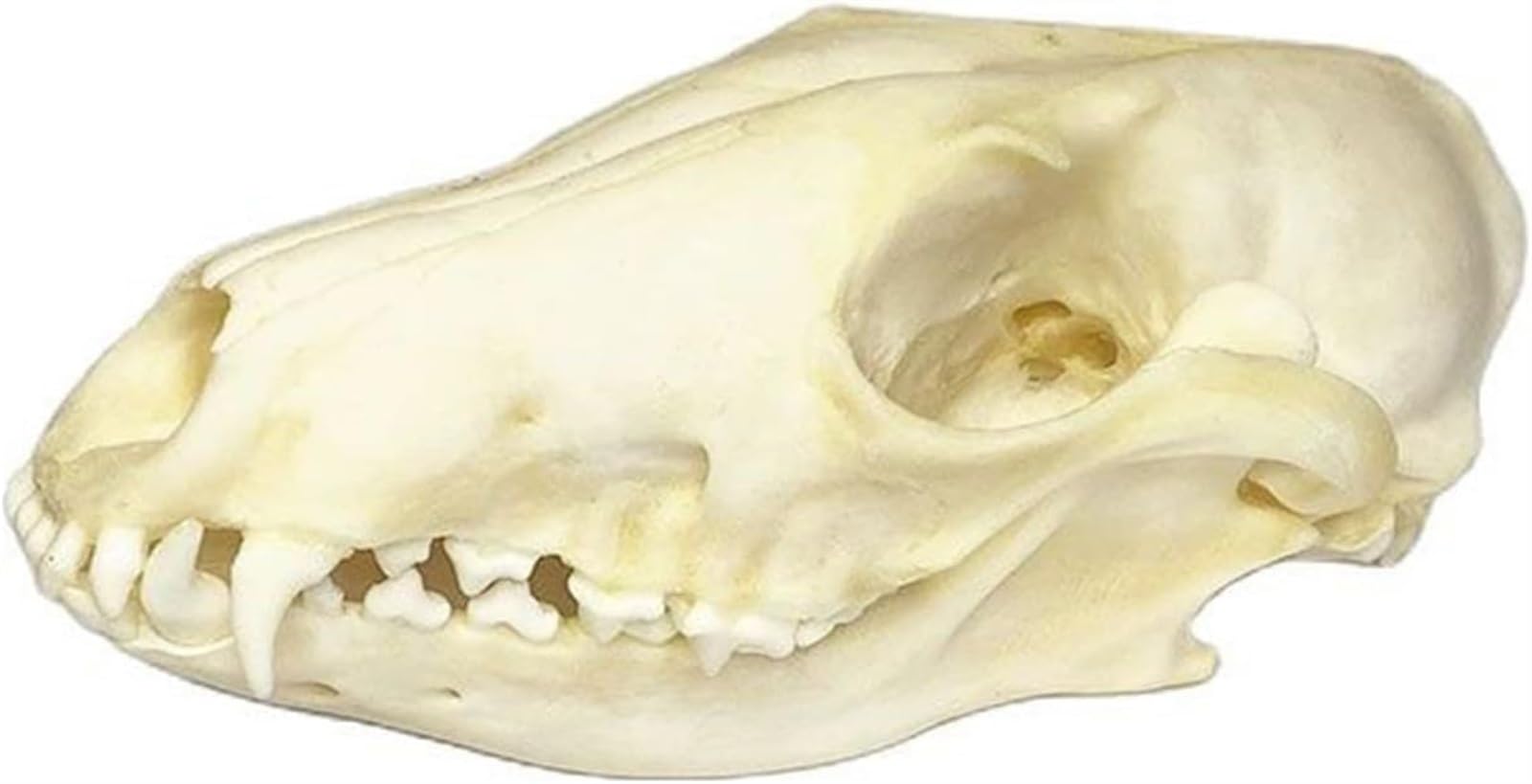 Amazon.co.jp: キツネの頭蓋骨標本 - キツネの頭蓋骨モデル