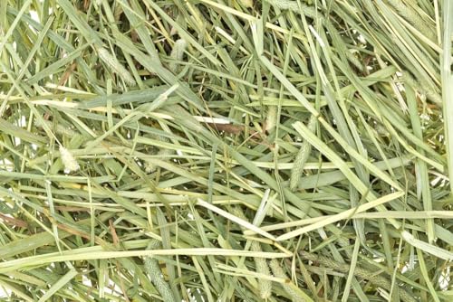 Heno Natural Timothy para Cobayas y Conejos 4 Libras