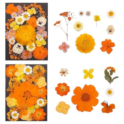 Flores secas prensadas para manualidades de resina miniatura 3