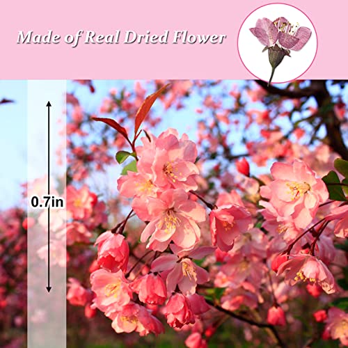 Flores de Cerezo Secas Prensadas, 60 Piezas miniatura 2