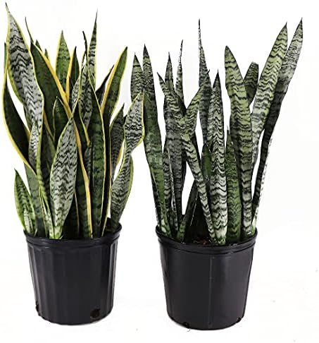 American Plant Exchange Live Snake Plant Laurentii and Zeylanica Air Purifying Indoor Houseplants, Two 10" Pots, Yellow and Green (Pack of 2)